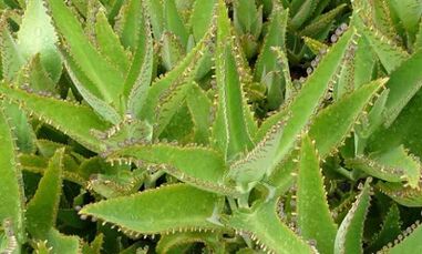 Kalanchoe tinktúra a varikoosák kezelésére